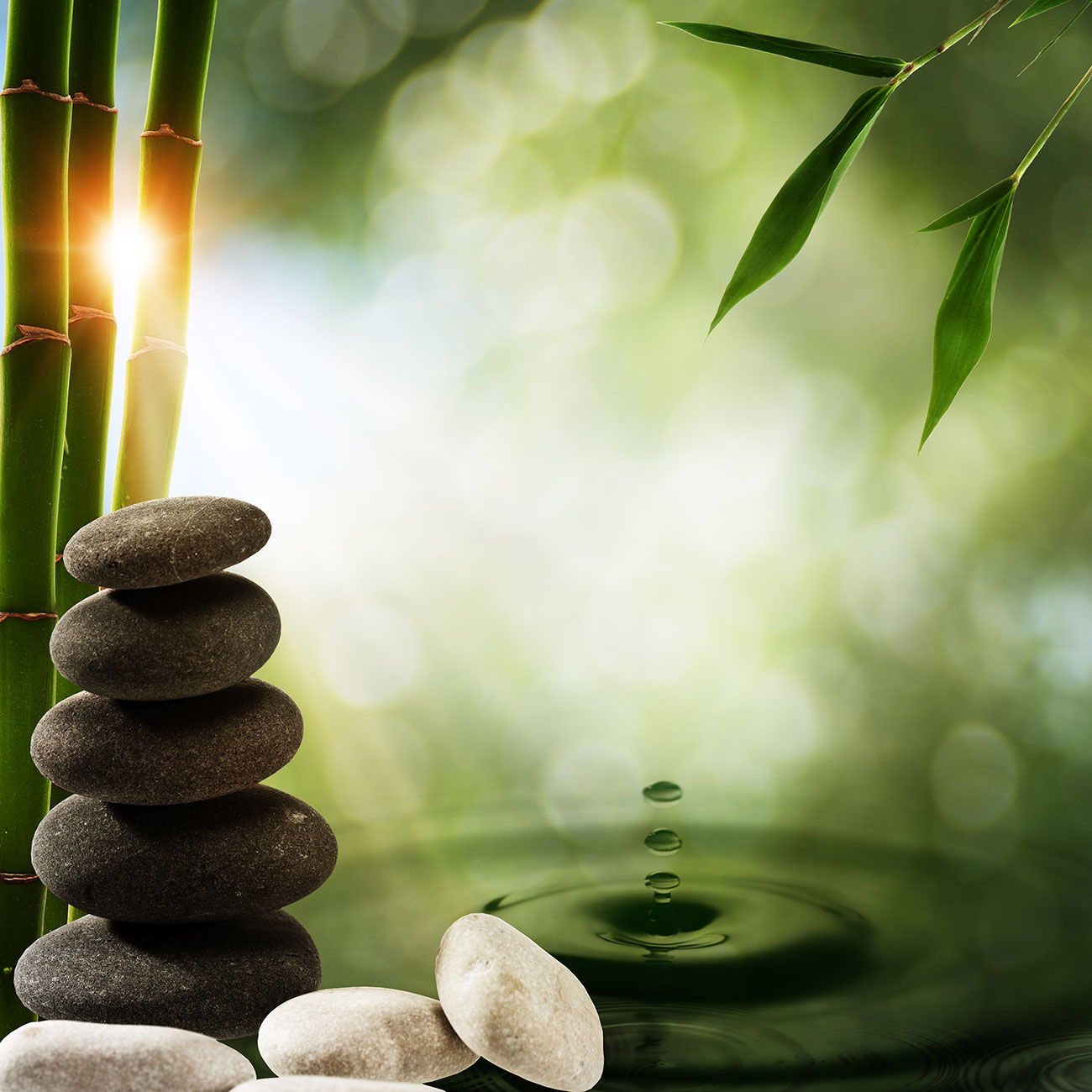 peaceful bamboo scene